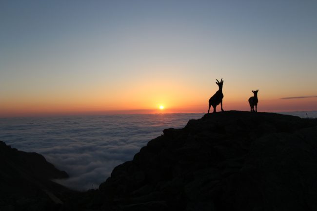 Un duo de bouquetins au dessus de la mer de nuages